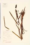 Broad-fruited Bur-reed; Giant Bur-reed  specimen